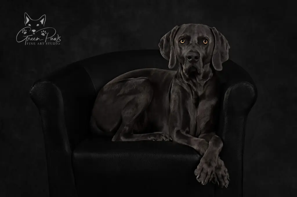 Weimaraner relaxing on black chair with legs crossed and alert stare.