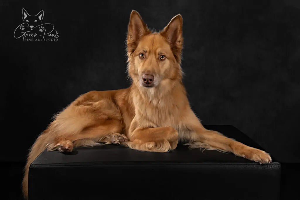 Portrait of a Shepherd Husky mix laying across an ottoman on black. background.