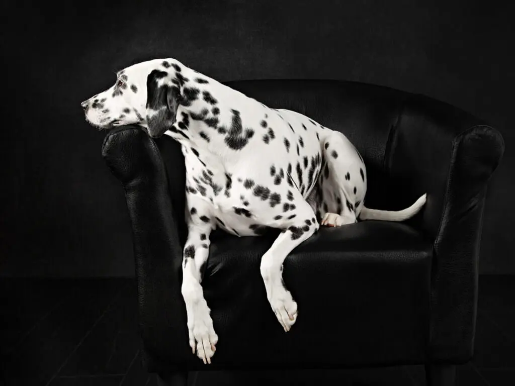 Dalmatian resting alone on a black chair, gazing into the distance in a quiet studio moment.