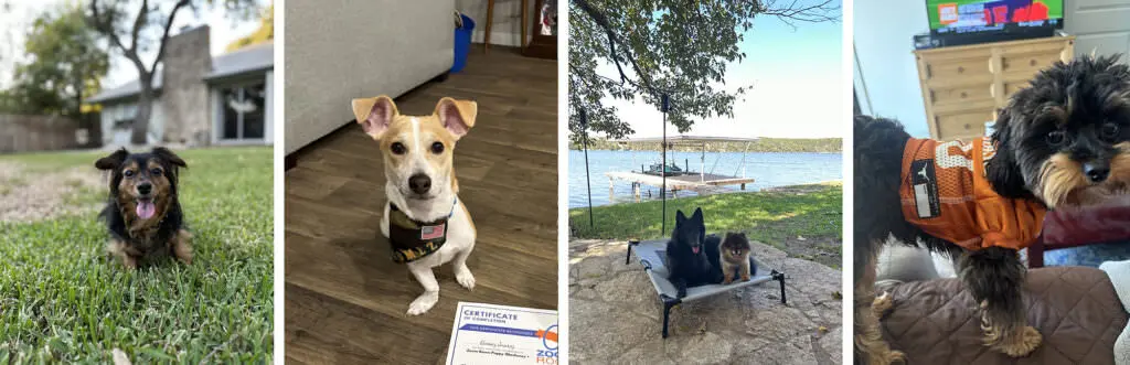 Snapshots of dogs