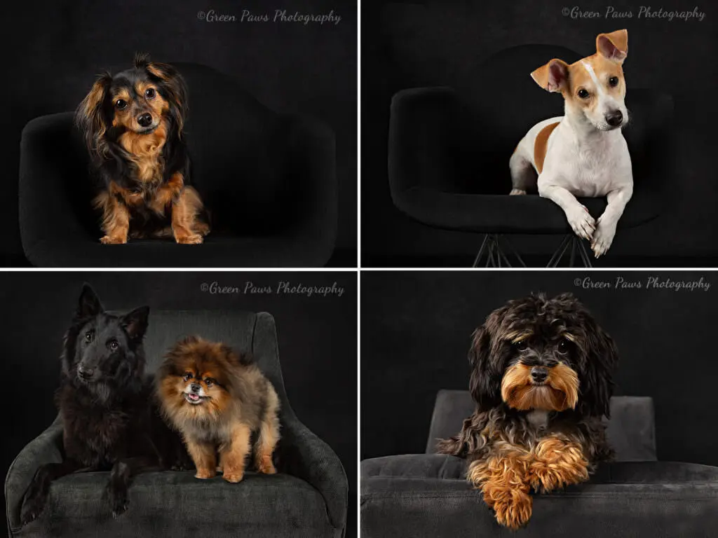 Professional Legacy Portraits of dogs created by Green Paws Photography