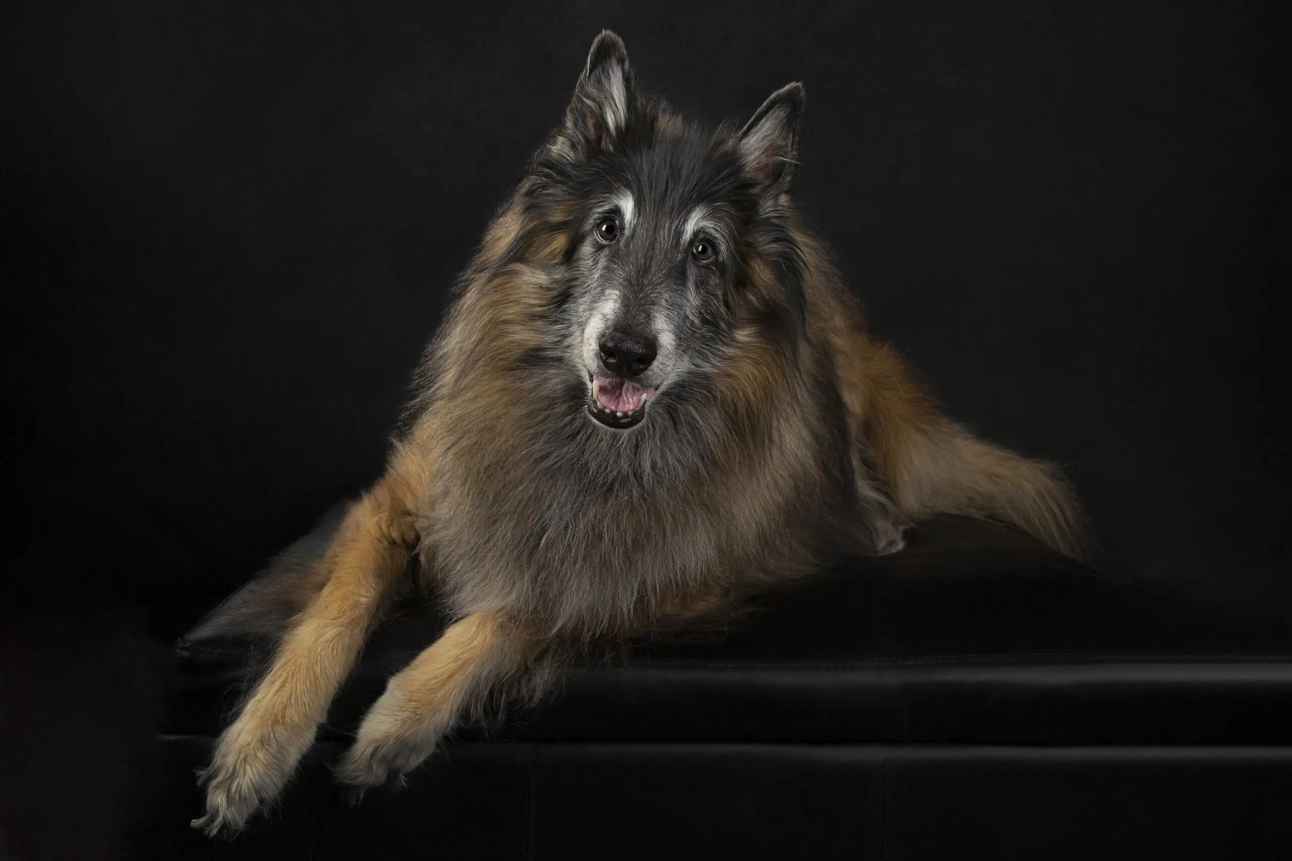 Beautiful senior Belgian Tervuren dog