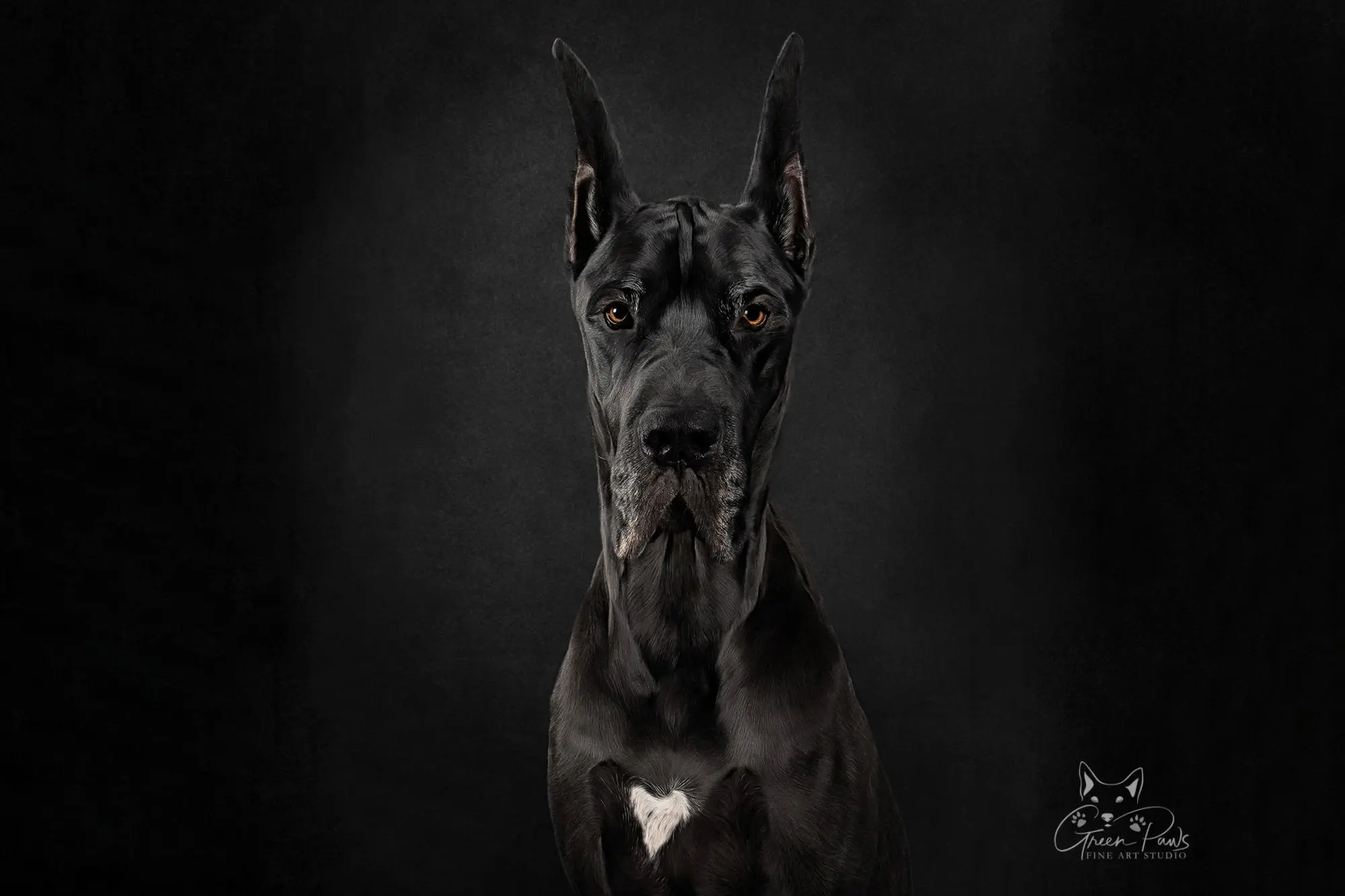 Studio portrait of black Great Dane on black background. Roseville, CA