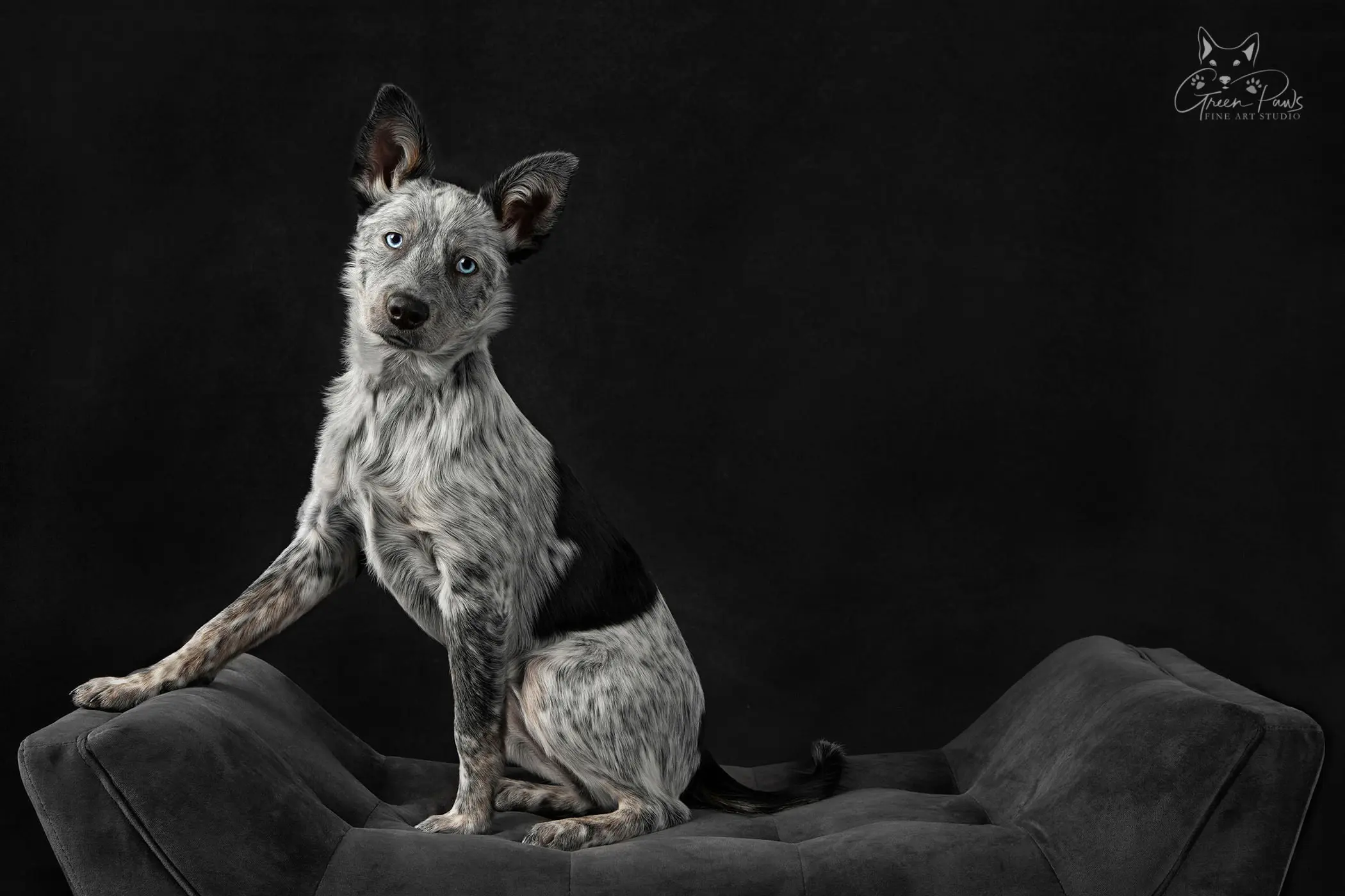 Studio portrait of Blue Heeler dog on black background. Roseville, CA