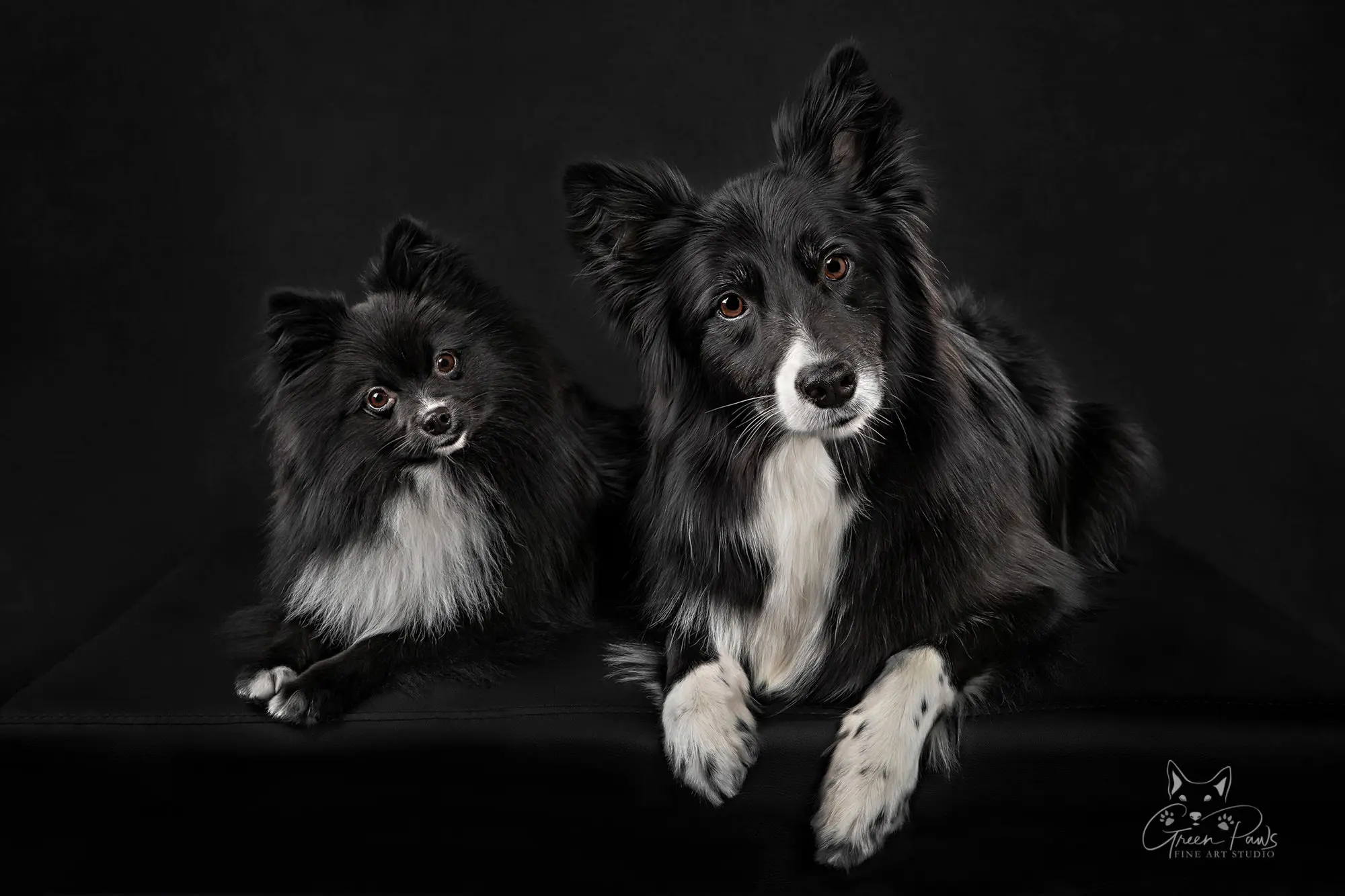 Studio portrait of Black and white Pomeranian & Border Collie on black background. Roseville, CA
