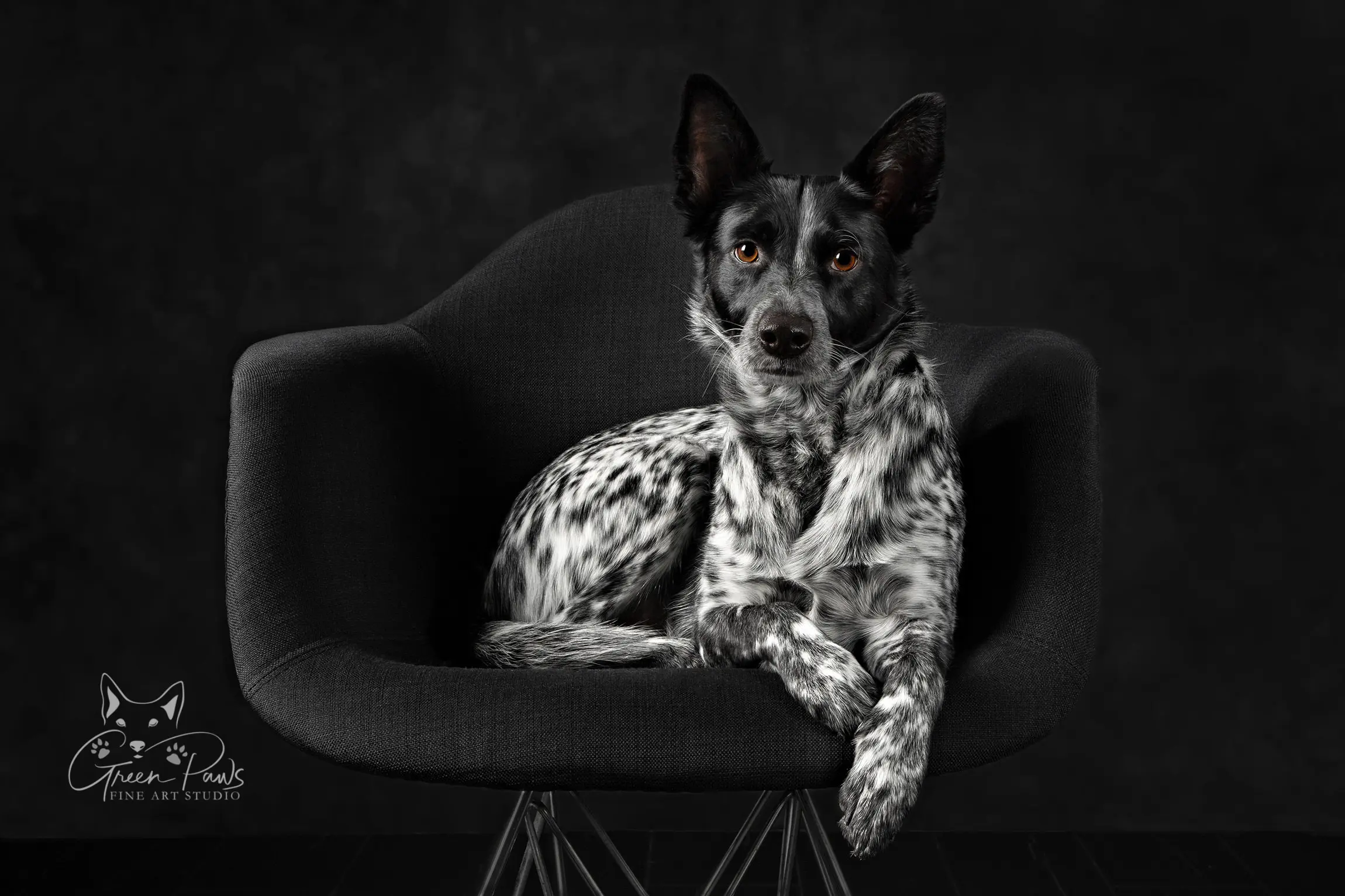 Studio portrait of spotted black and white Heeler Dog on black background. Roseville, CA