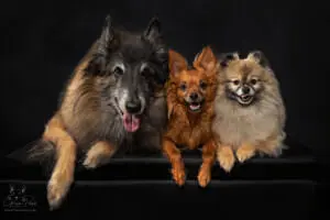 Three dogs posing together. ©2025 Green Paws Photography.