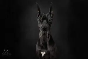 Black Great Dane Dog. ©2025 Green Paws Photography.