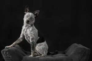 ©2025 Green Paws Photography.