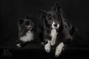 ©2025 Green Paws Photography.