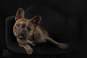 ©2025 Green Paws Photography.