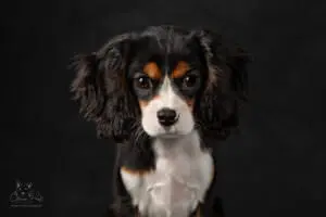 ©2025 Green Paws Photography.
