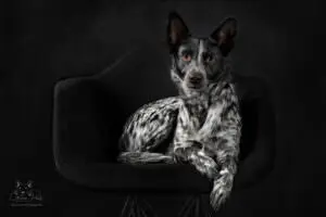 ©2025 Green Paws Photography.