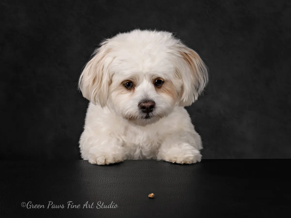 Small white dog staring at a treat just out of reach. 