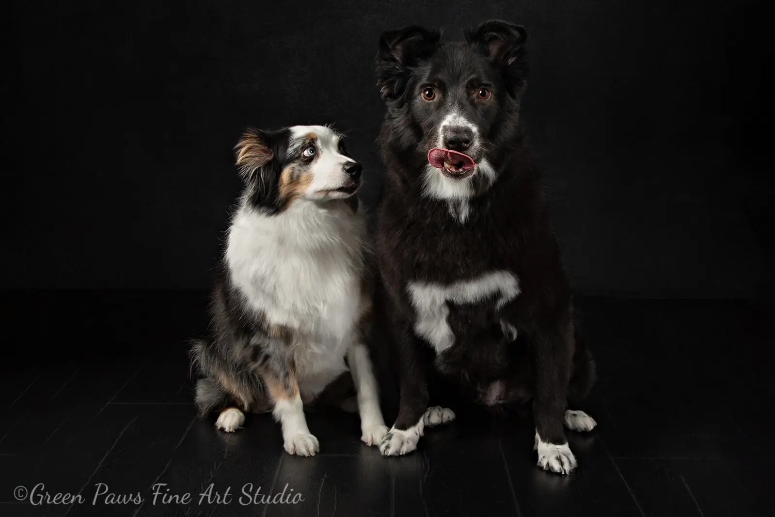 Two dogs sitting on a dark floor against a black background, one looking forward with its tongue out and the other looking up toward it.