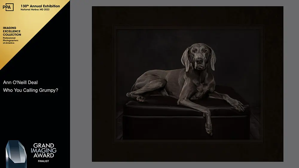 Imaging Excellence and Grand Imaging Award finalist image of dog from PPA's International Print Competition 2022 