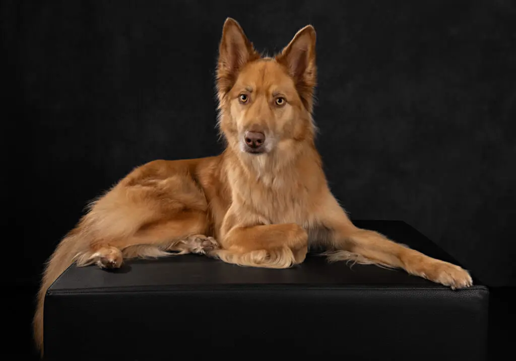 Portrait of a Shepherd Husky mix laying across an ottoman on black. background.