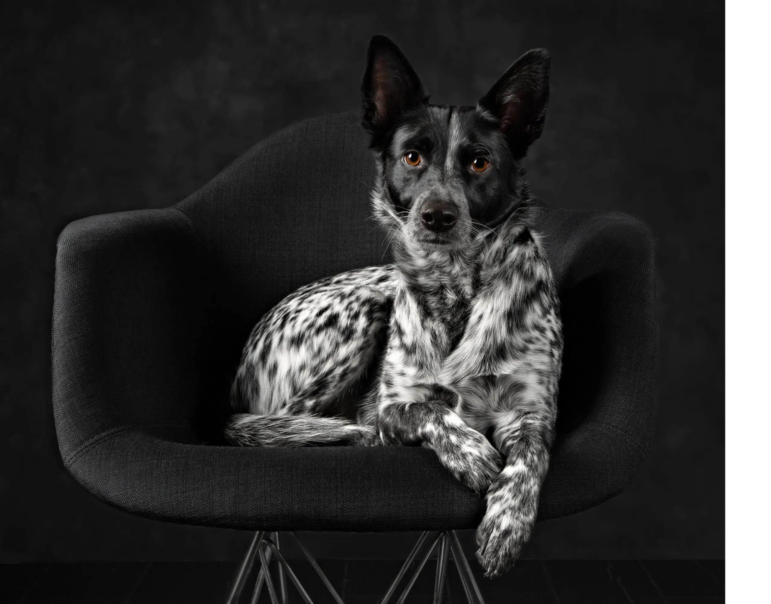 Studio portrait of spotted Heeler dog on black background. Roseville, CA.
