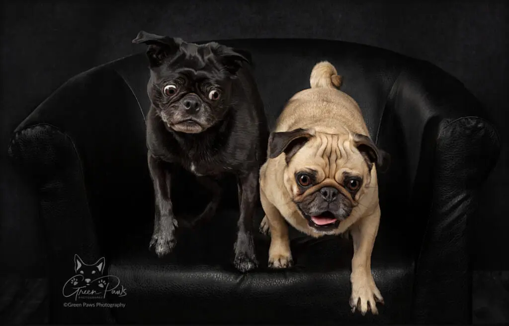 Two pugs on a black chair with one about to jump off and the other watching wide-eyed.