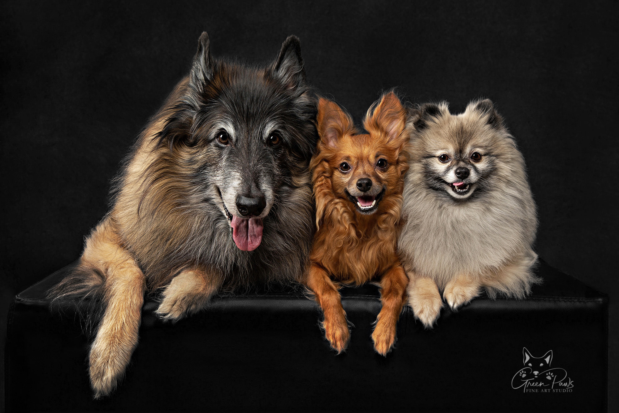Studio portrait of Belgian Tervuren, Chihuahua mix, & Pomeranian on black background. Roseville, CA