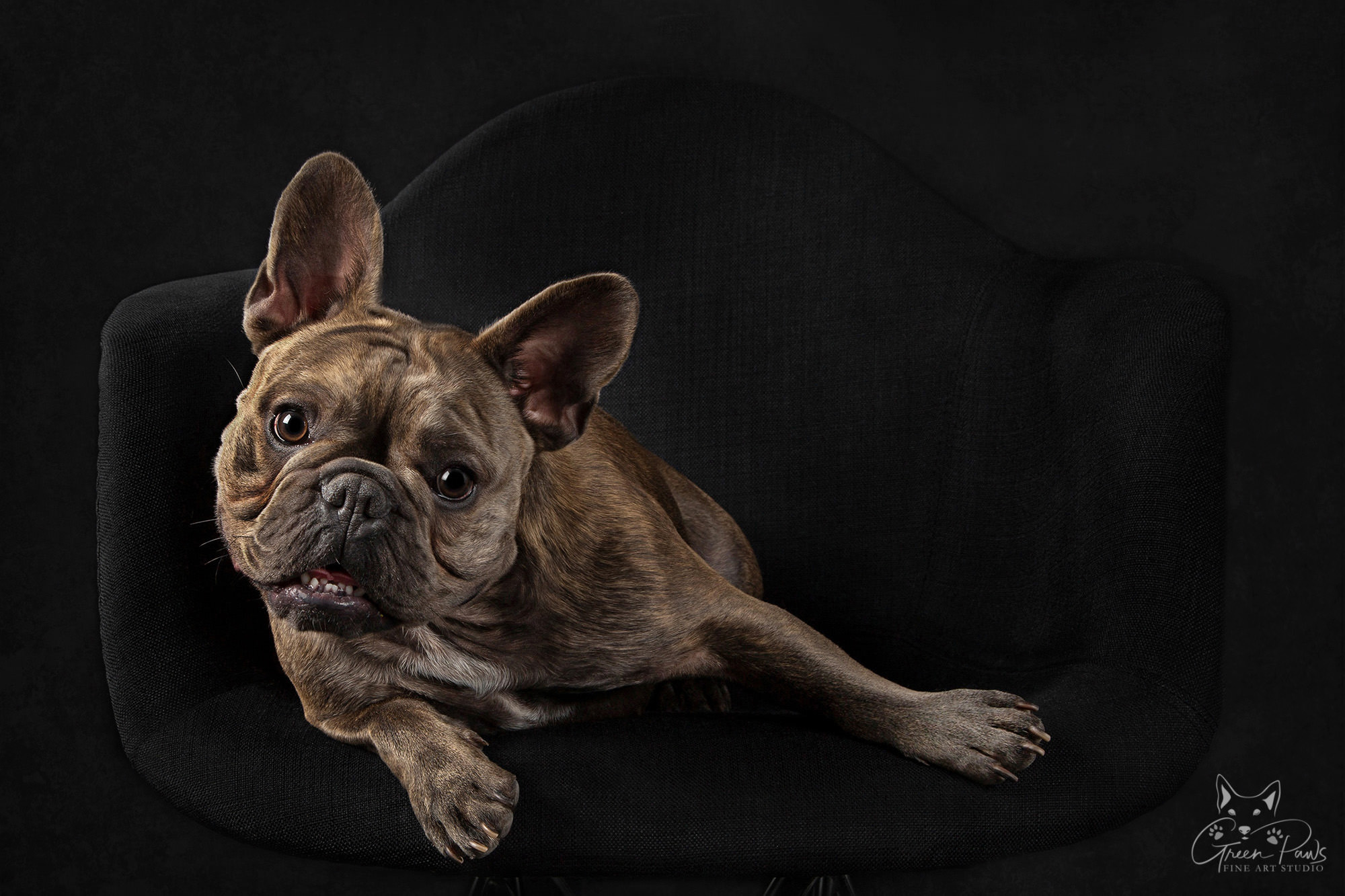 Studio portrait of French Bulldog on black background. Roseville, CA