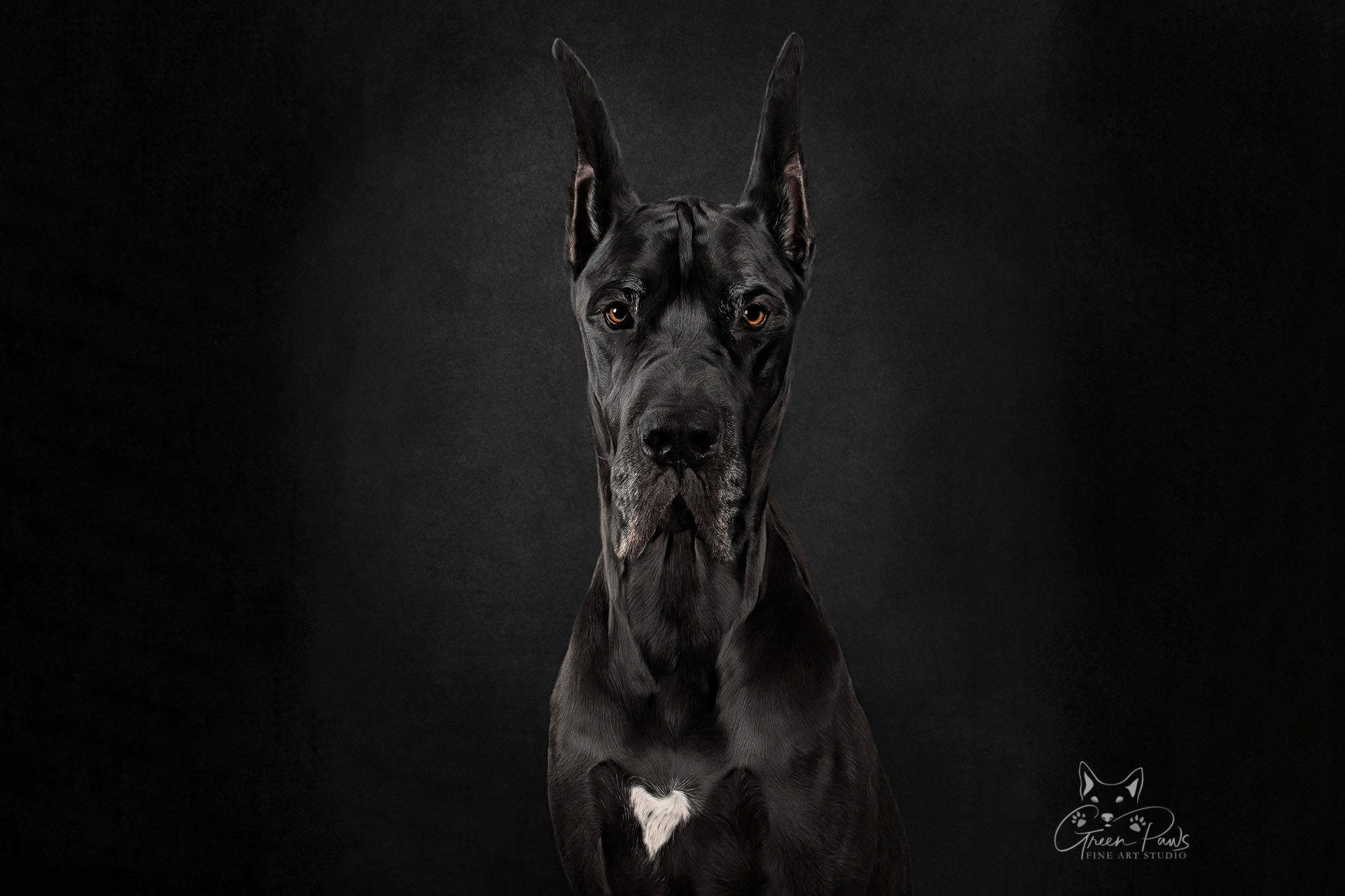 Studio portrait of black Great Dane on black background. Roseville, CA