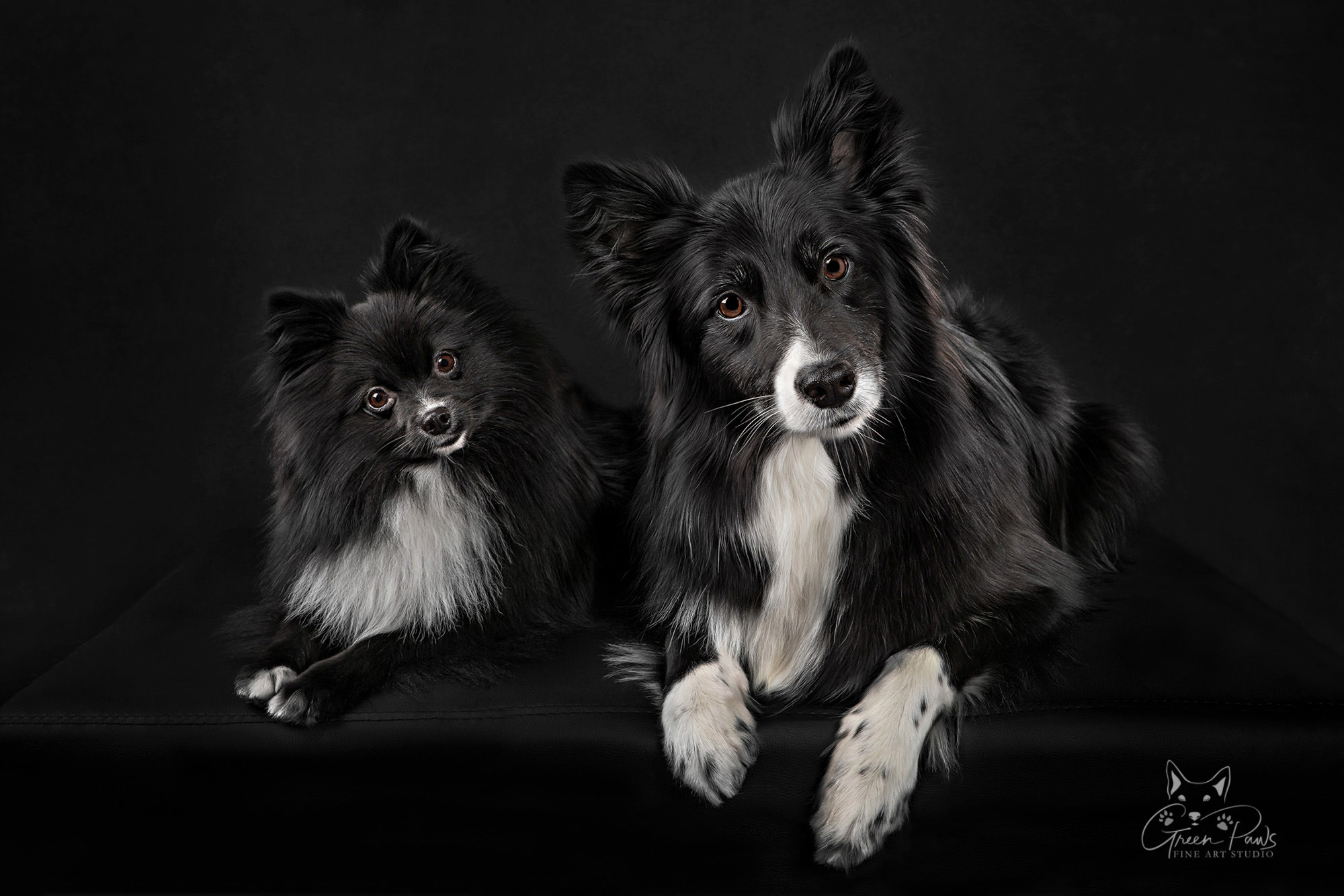 Studio portrait of Black and white Pomeranian & Border Collie on black background. Roseville, CA