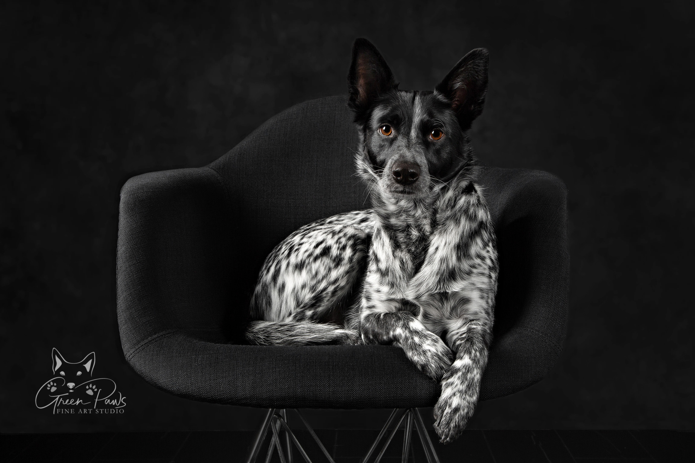 Studio portrait of spotted black and white Heeler Dog on black background. Roseville, CA